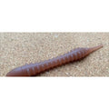 RM Range Worm